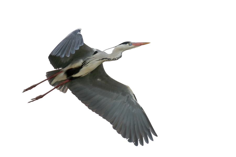 Graureiher (Ardea cinerea, Grey Heron) im Vogelpark 