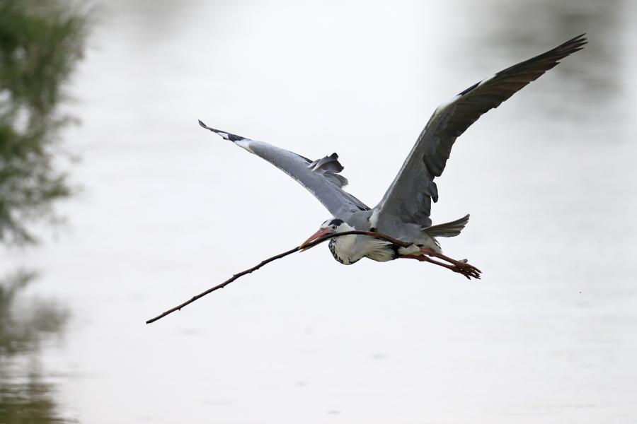 Graureiher (Ardea cinerea, Grey Heron) im Vogelpark 