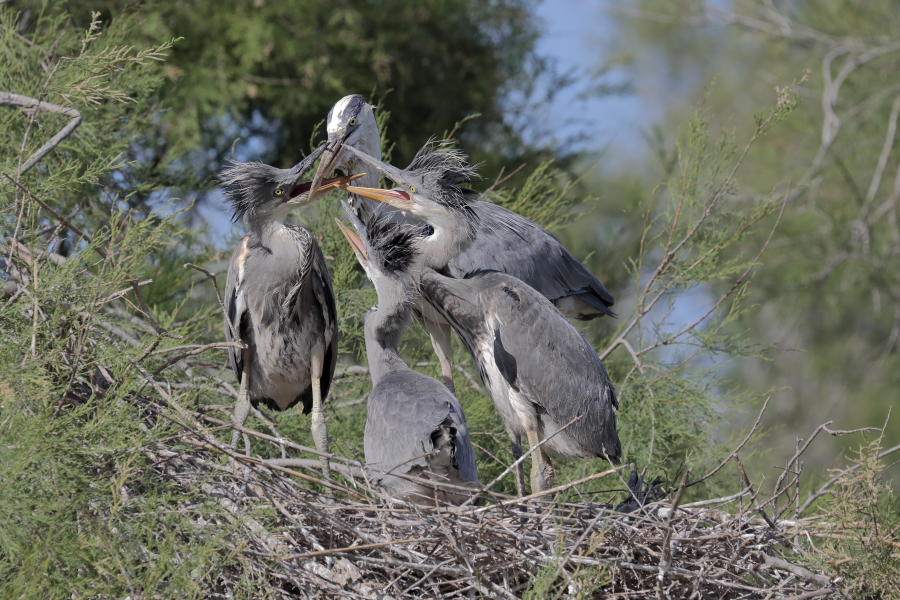 Graureiher (Ardea cinerea, Grey Heron) bei der Aufzucht der Jungen im Vogelpark