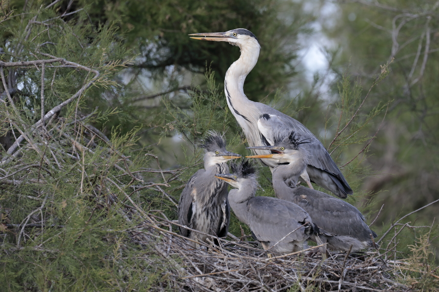 Graureiher (Ardea cinerea, Grey Heron) bei der Aufzucht der Jungen im Vogelpark