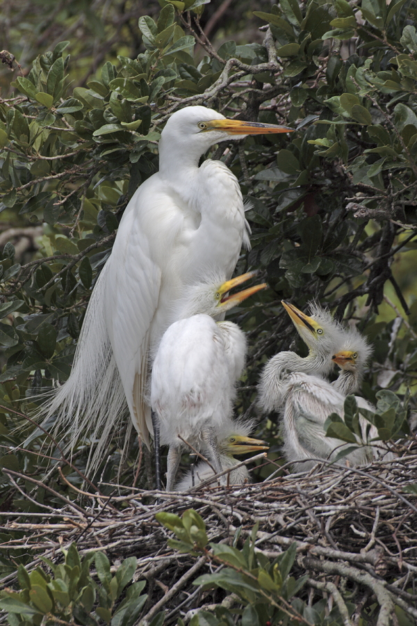 Der in großen Teilen der Welt verbreitete Silberreiher ist auch in Florida sehr häufig anzutreffen. 