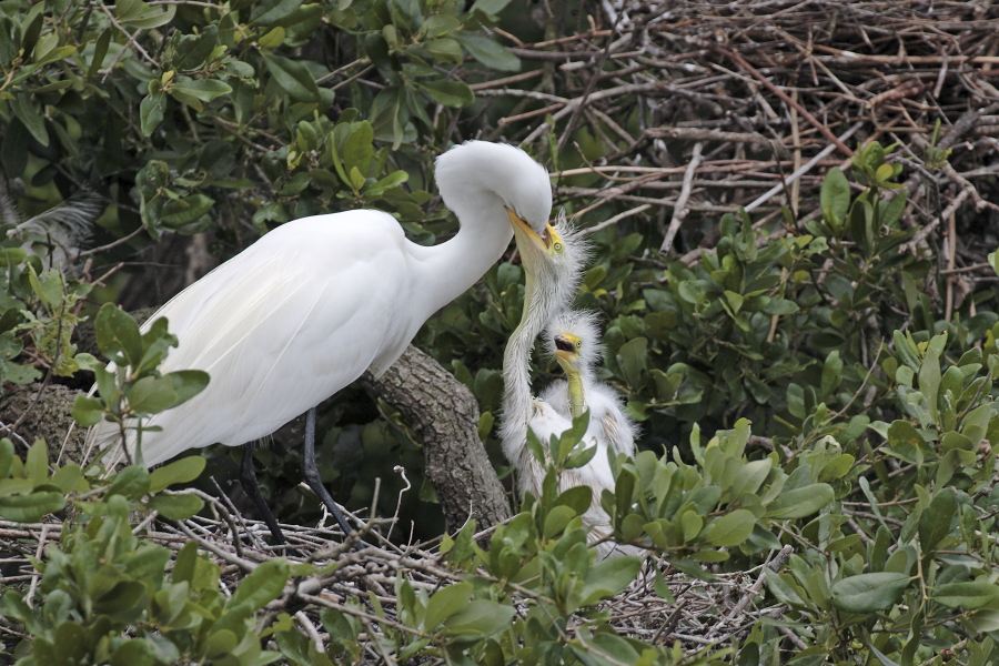 Der in großen Teilen der Welt verbreitete Silberreiher ist auch in Florida sehr häufig anzutreffen. 