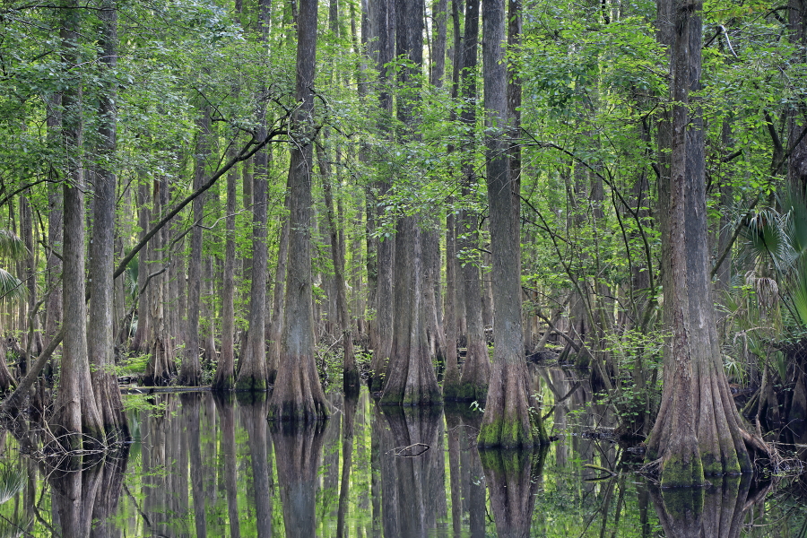 Der Sumpfzypressenwald im Highlands Hammock State Park gehört zu den schönsten seiner Art. Auf einem Holzsteg können Besucher mitten durch den Wald gehen und auch einen kleinen Fluss überqueren.