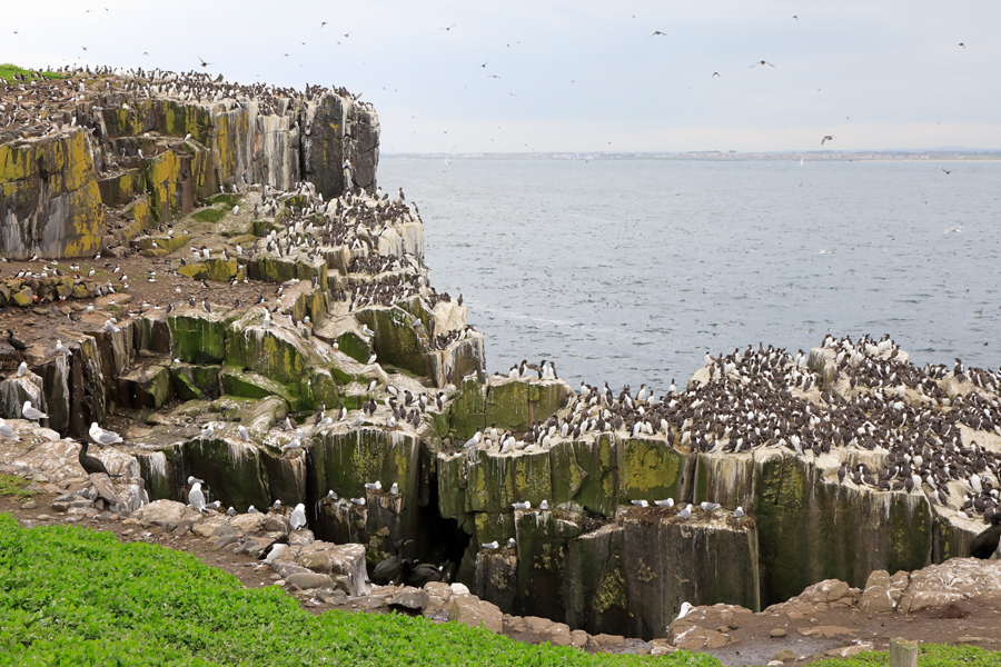 Klippen der Insel Inner Farne