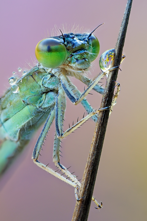Kleine Pechlibelle