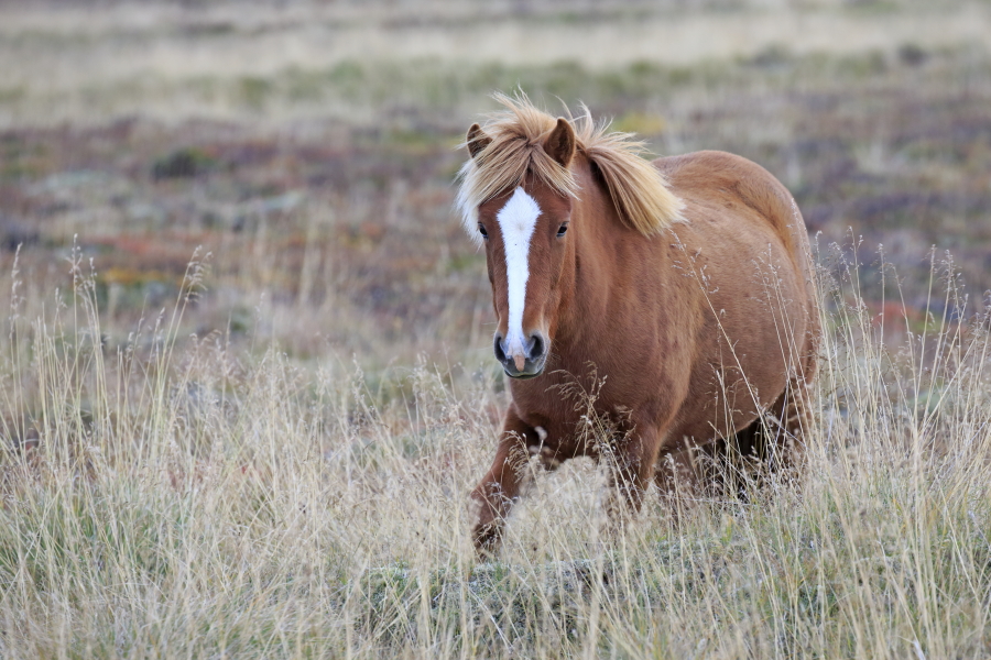 Islandpferde gelten als sehr robuste Rasse, können im Freien überwintern und sind als Reittiere geeignet.