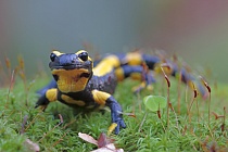 Übersichtsbild der Kategorie Amphibien und Reptilien