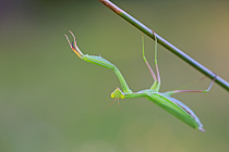 Übersichtsbild der Kategorie andere