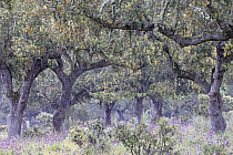 Übersichtsbild der Kategorie Extremadura im Frühjahr 2022