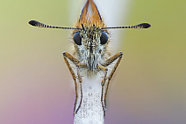 Übersichtsbild der Kategorie falter