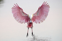 Übersichtsbild der Kategorie Naturparadies Florida 2026