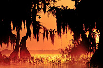 Übersichtsbild der Kategorie Florida