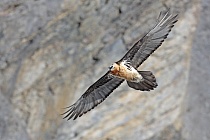 Übersichtsbild der Kategorie greifvoegel-eulen-geier