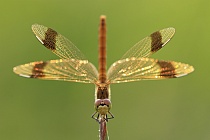 Übersichtsbild der Kategorie grosslibellen