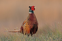 Übersichtsbild der Kategorie huehnervoegel