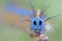 Übersichtsbild der Kategorie Wirbellose: Insekten