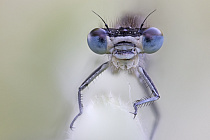 Übersichtsbild der Kategorie Neues aus der Makrowelt 2022