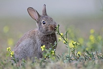 Übersichtsbild der Kategorie nager