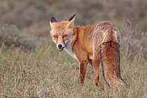 Übersichtsbild der Kategorie Fuchs, hast du die Gans gestohlen?