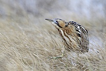 Übersichtsbild der Kategorie schreitvoegel