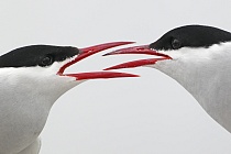 Übersichtsbild der Kategorie seeschwalben