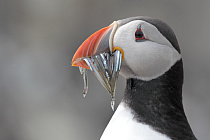 Übersichtsbild der Kategorie seevoegel