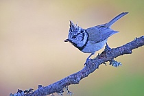 Übersichtsbild der Kategorie singvoegel