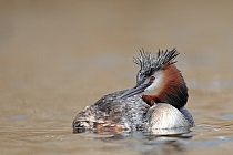 Übersichtsbild der Kategorie Vögel