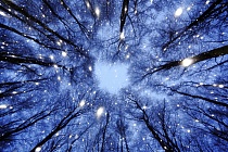 Übersichtsbild der Kategorie wald-baum
