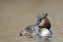 Übersichtsbild der Kategorie wasservoegel