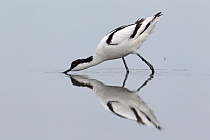 Übersichtsbild der Kategorie watvoegel