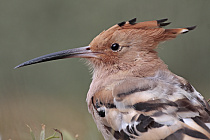 Übersichtsbild der Kategorie wiedehopfe
