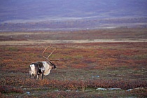 Übersichtsbild der Kategorie wild