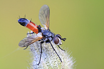 Übersichtsbild der Kategorie zweifluegler