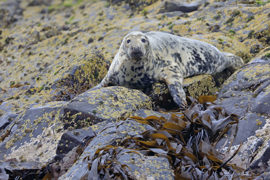 Im Gebiet der Farne Inseln im Nordosten Englands leben zahlreiche Kegelrobben. Oft sieht der Besucher einige auf den Klippen ruhend. 