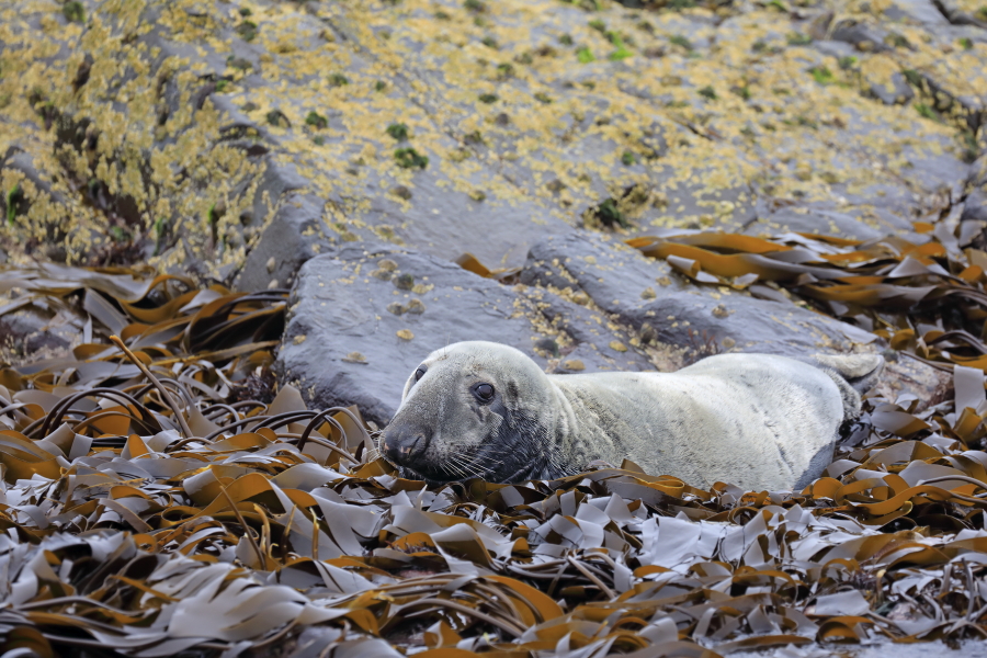 Im Gebiet der Farne Inseln im Nordosten Englands leben zahlreiche Kegelrobben. Oft sieht der Besucher einige auf den Klippen ruhend. 