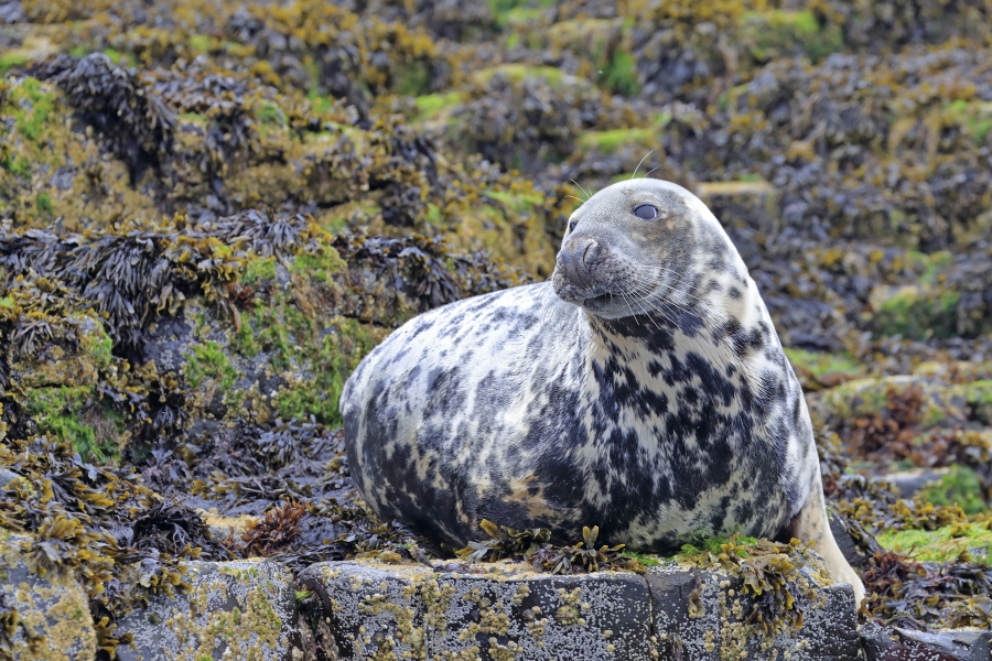 Im Gebiet der Farne Inseln im Nordosten Englands leben zahlreiche Kegelrobben. Oft sieht der Besucher einige auf den Klippen ruhend. 