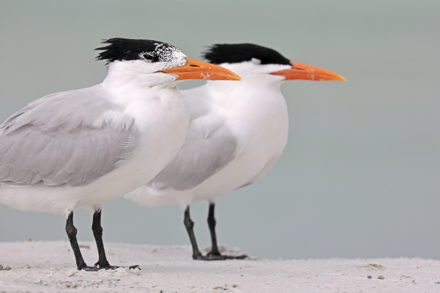 Diese prächtige Seeschwalbe ist an den Küsten Floridas häufig anzutreffen.