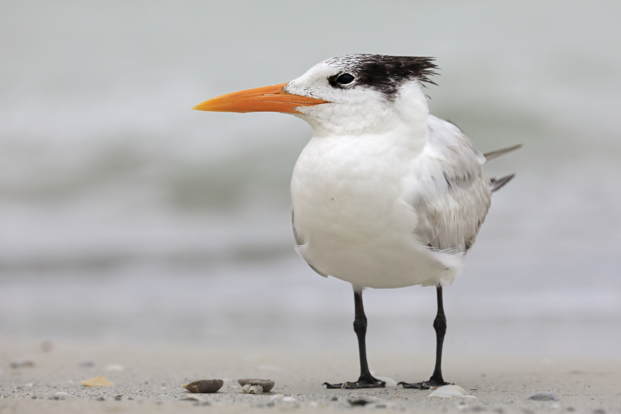 Diese prächtige Seeschwalbe ist an den Küsten Floridas häufig anzutreffen.