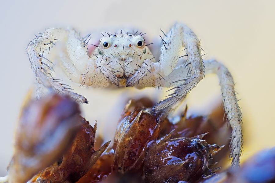 Krabbenspinne