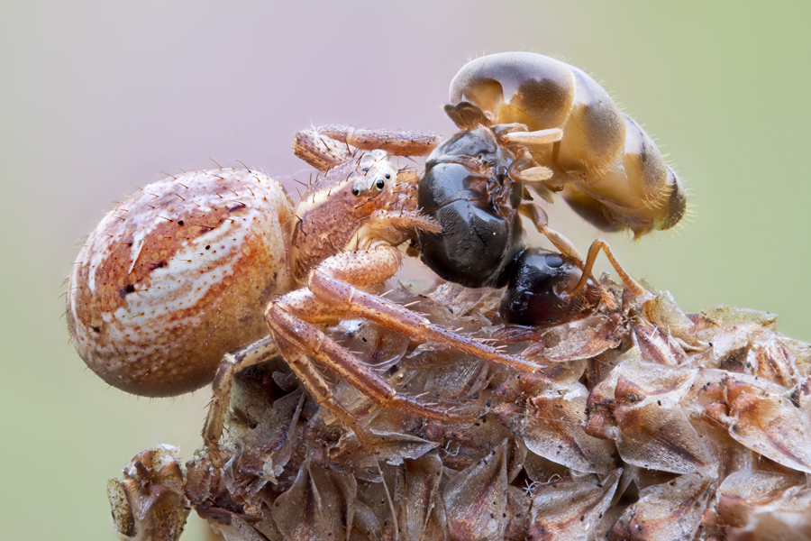 Krabbenspinne mit Ameise als Beute