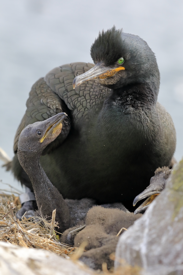 Brütende Krähenscharbe auf Staple Island, Nordostengland