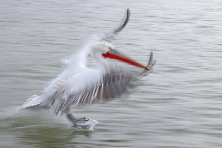 Krauskopfpelikan Pelecanus crispus Dalmatian Pelican