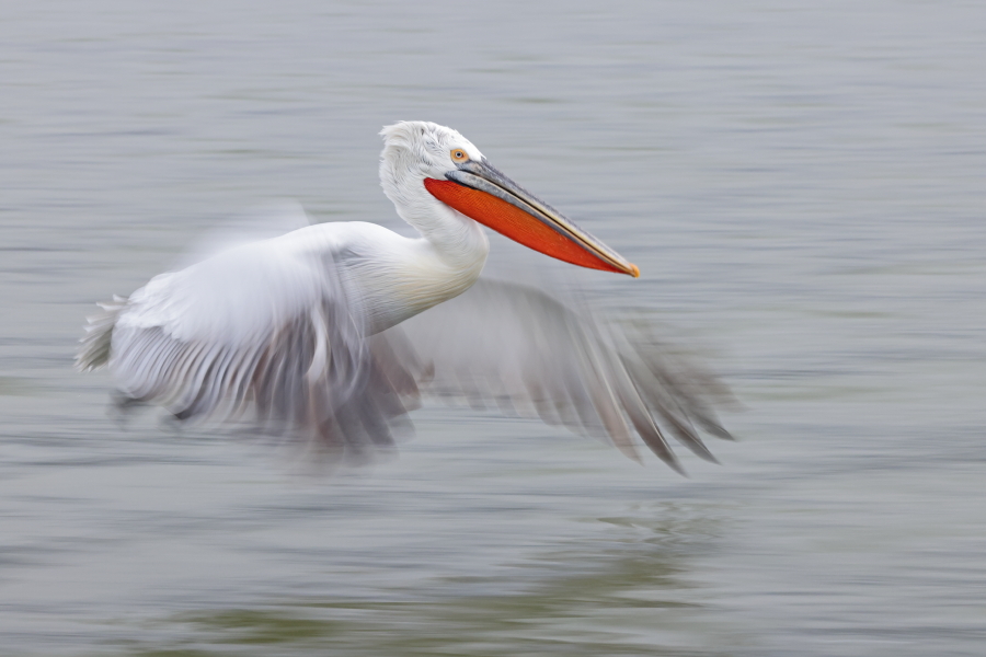 Krauskopfpelikan Pelecanus crispus Dalmatian Pelican