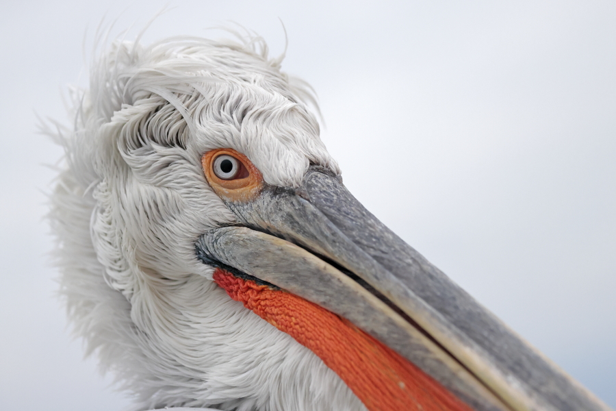 Krauskopfpelikan Pelecanus crispus Dalmatian Pelican