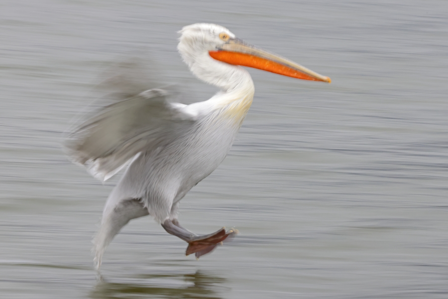 Krauskopfpelikan Pelecanus crispus Dalmatian Pelican