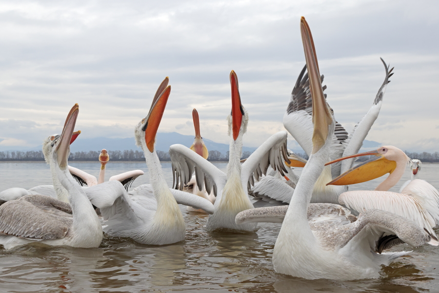 Krauskopfpelikan Pelecanus crispus Dalmatian Pelican
