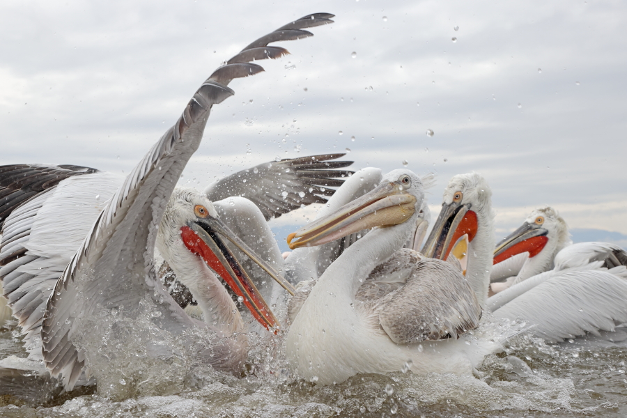 Krauskopfpelikan Pelecanus crispus Dalmatian Pelican