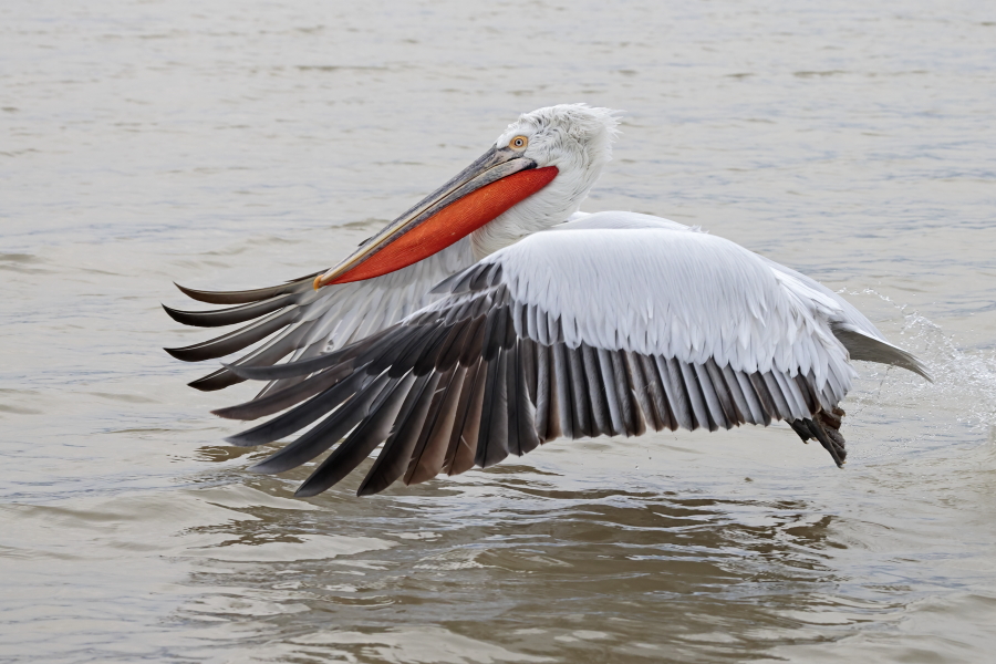 Krauskopfpelikan Pelecanus crispus Dalmatian Pelican