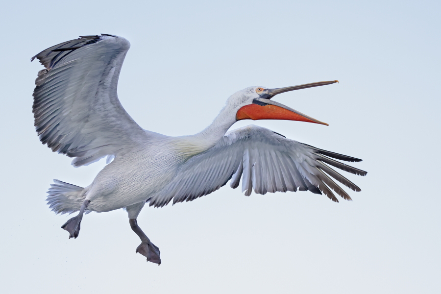 Krauskopfpelikan Pelecanus crispus Dalmatian Pelican